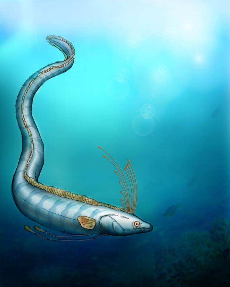 Unit 2 - Oarfish