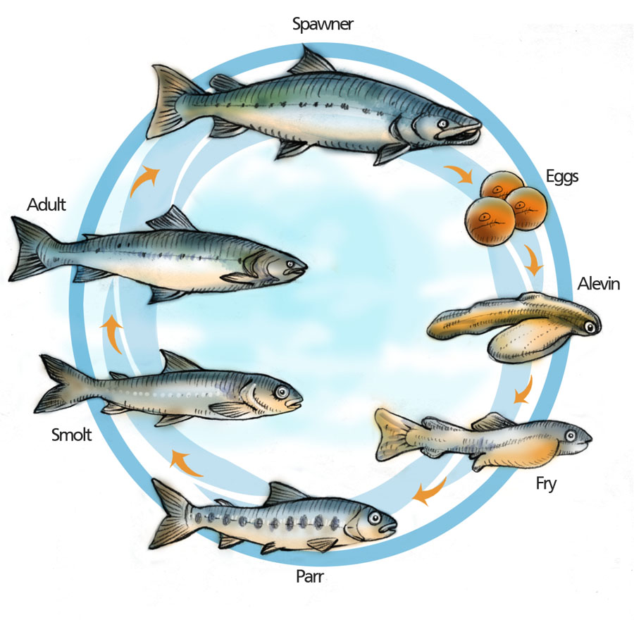 Unit 15 - The Life Cycle of a Salmon