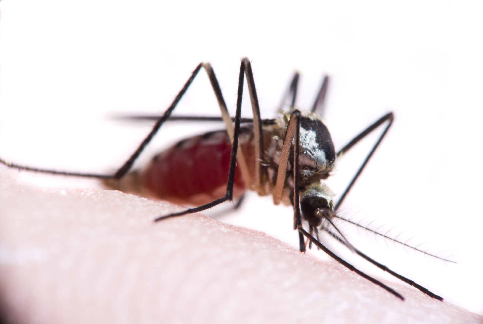 Unit 3 - Mosquito Bites
