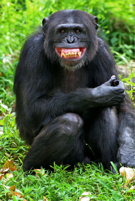 Unit 3 - Funny Looking, Funny Acting