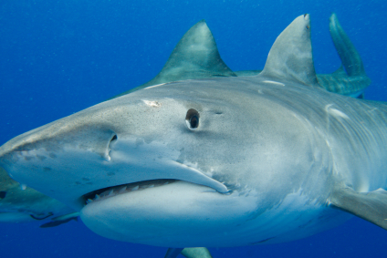Unit 6 - A Shark