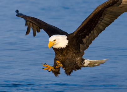 Unit 5 - An Eagle