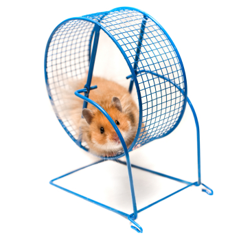 Unit 6 - My Little Pet