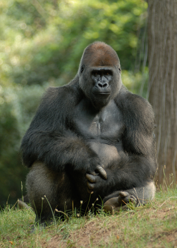Unit 6 - The Gorillas