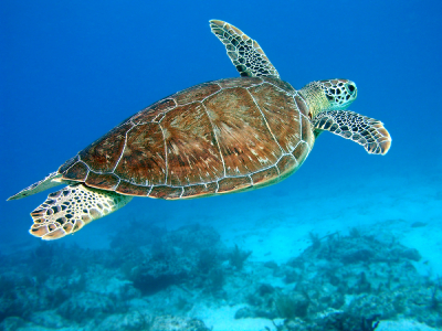 Unit 5 - Save the Sea Turtles