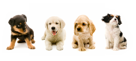 Unit 8 - Pets Belong Outside