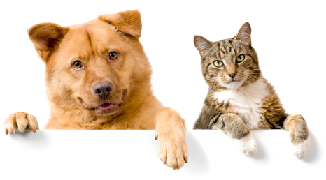 Unit 3 - Pets Belong Indoors