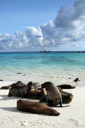Chapter 7 - Galapagos Islands