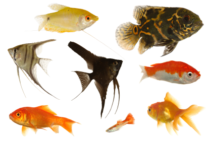 Unit 4 - An Underwater Pet