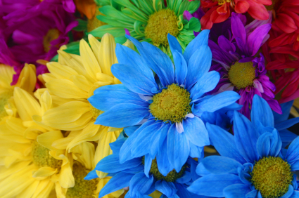 Unit 2 - Colorful Flowers