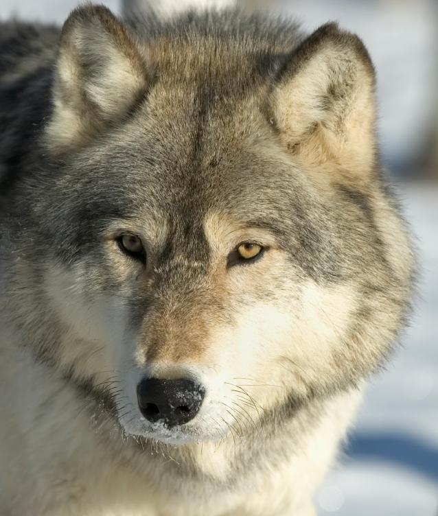 Unit 3 - Truth About Wolves