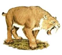 Unit 6 - Saber tooth