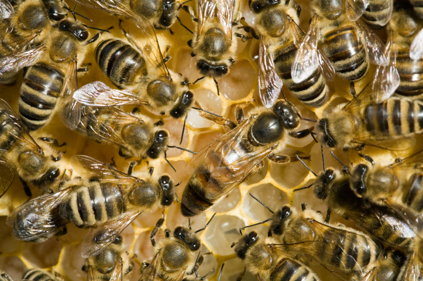 Unit 2 - Queen Bee