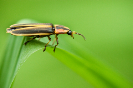 Unit 1 - Fireflies
