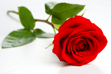 Unit 7 - The Rose