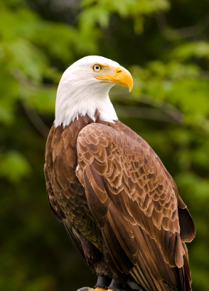 Unit 2 - The Eagle
