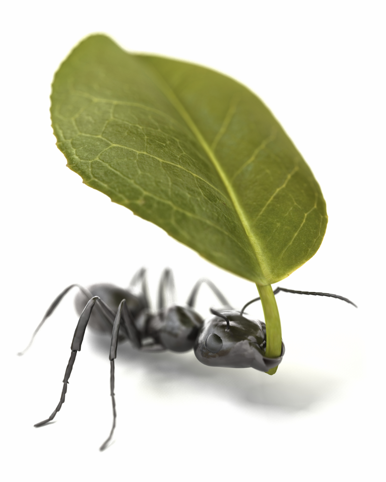 Unit 5 - Busy Ants