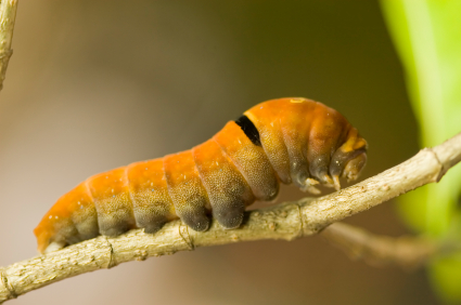 Unit 6 - Amazing Caterpillar