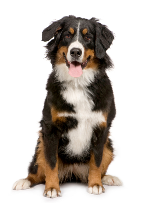 Unit 3 - Boy's Best Friend