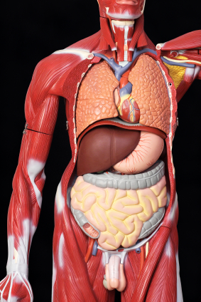 Unit 2 - Your Body, My Organ