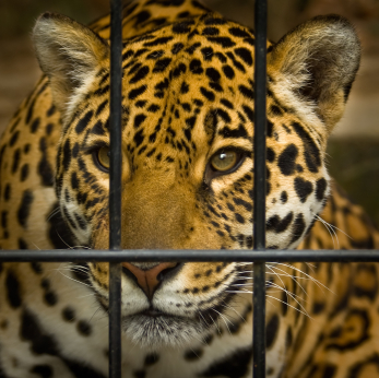 Chapter 1 - Animal Prisons