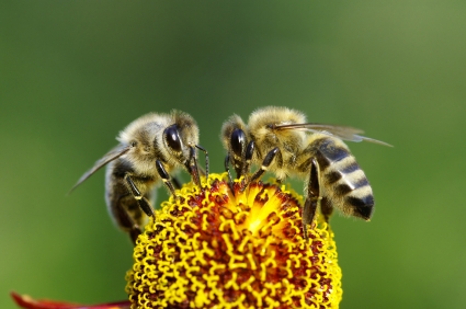 Chapter 6 - Honeybees
