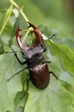 Chapter 5 - Stimpy the Beetle