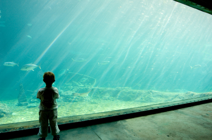 Unit 1 - The Aquarium