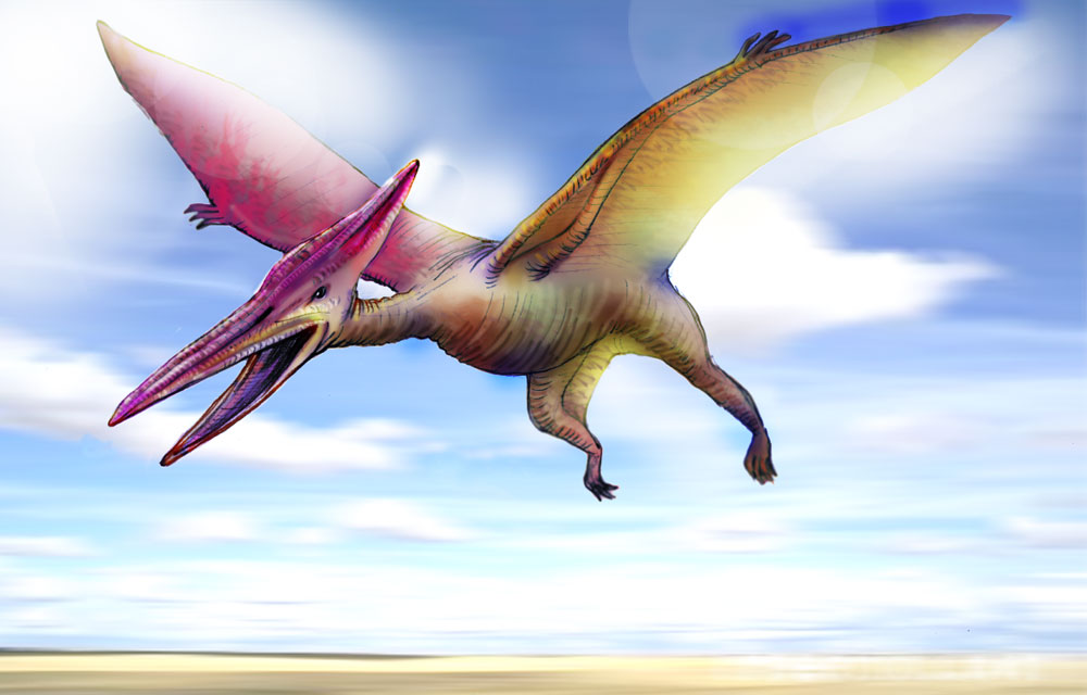 Unit 6 - Pterodactyls vs. Pelicans