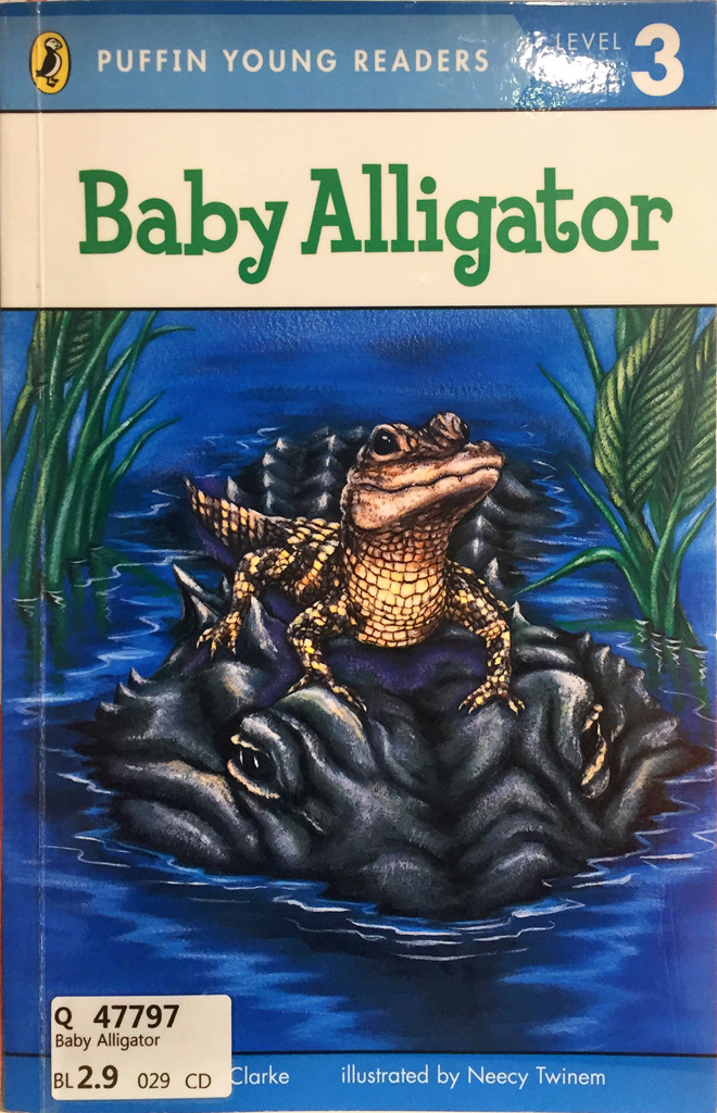 Baby Alligator