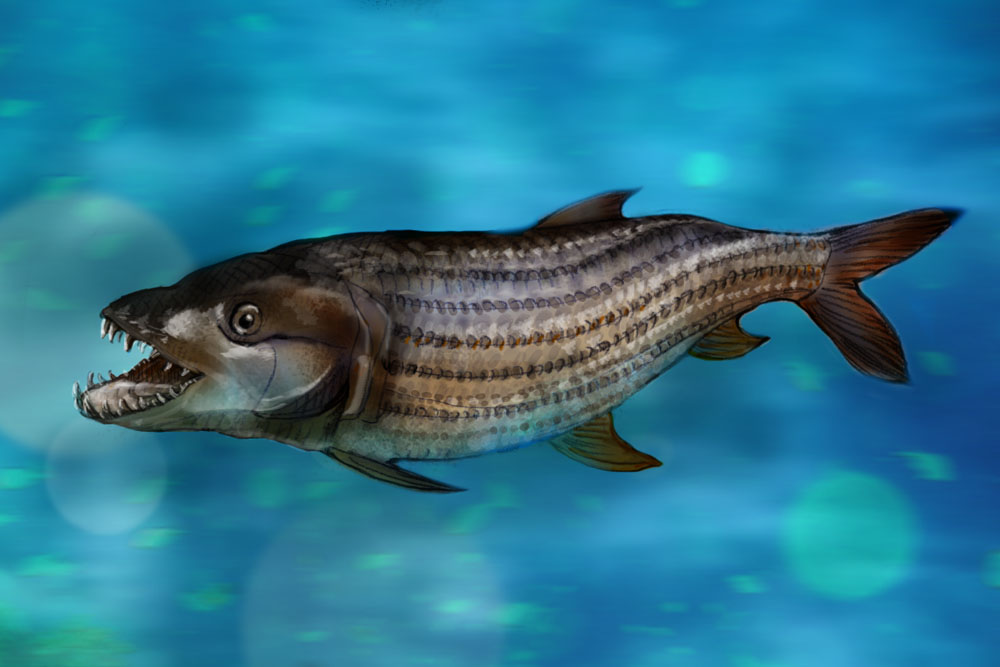 Unit 2 - Tigerfish